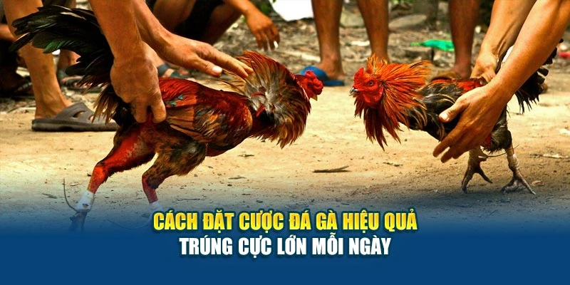 Cách Đặt Cược Đá Gà Hiệu Quả - Trúng Cực Lớn Mỗi Ngày 4 Cách Đặt Cược Đá Gà Hiệu Quả - Trúng Cực Lớn Mỗi Ngày